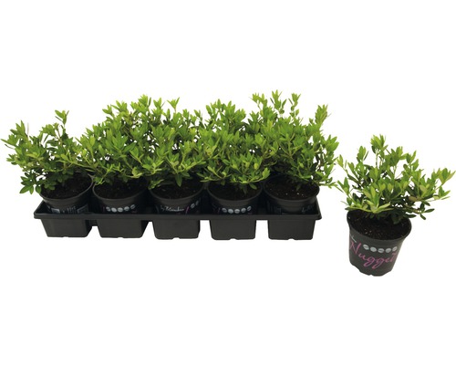 Sada zakrslých rododendronů v květináčích na černém podnosu