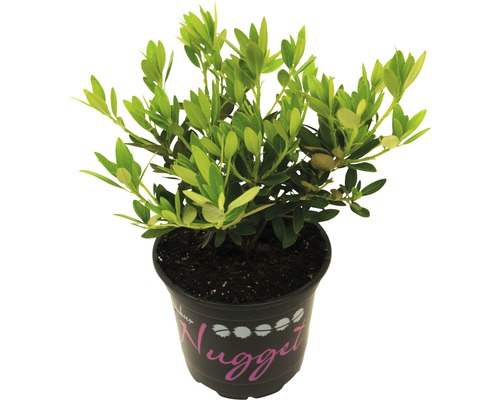Pěnišník zakrslý alternativa zimostrázu/buxusu FloraSelf Rhododendron micranthum 'Nugget® by Bloombux' 5-10 cm květináč 11 cm 1 ks