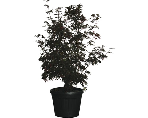 Javor dlanitolistý červený FloraSelf Acer palmatum 'Bloodgood' výška 120-140 cm květináč 30 l