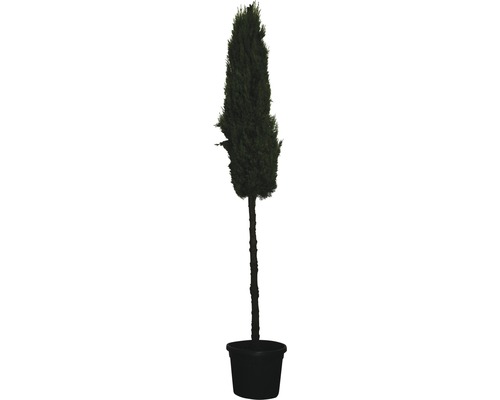 Cypřiš stálezelený FloraSelf Cupressus sempervirens 'Pyramidalis'/ 'Stricta' výška kmene 130 cm celková výška cca 250 cm květináč 55 l