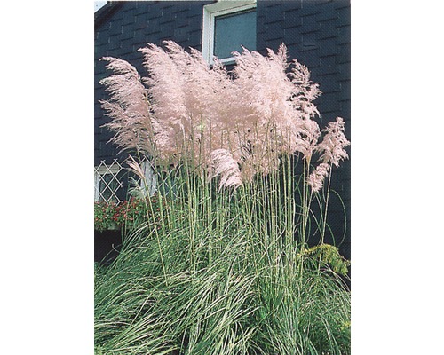 Kortaderie dvoudomá růžová FloraSelf Cortaderia selloana 'Rosea' 15-40 cm květináč 14 cm