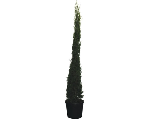 Cypřišovec Leylandův FloraSelf Cupressocyparis leylandii 'Pyramidalis' 150-175 cm květináč 18 l