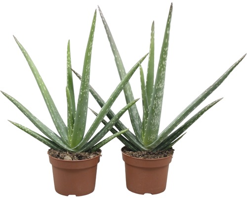 Aloe léčivá rostlina Aloe vera cca 30 cm květináč Ø 10,5 cm 1 ks