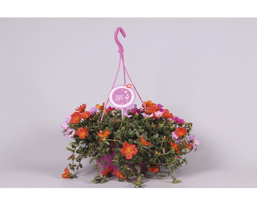 Závěsný květináč s krásnoočkem