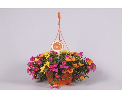 Závěsný květináč s Portulaca grandiflora v různých barvách