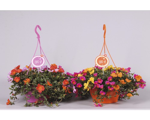 Portulakröschen Ampel FloraSelf Portulaca grandiflora 'Carnaval' Ø 25 cm Ampeltopf Portulakröschen Ampel FloraSelf Portulaca grandiflora 'Carnaval' Ø 25 cm Ampeltopf