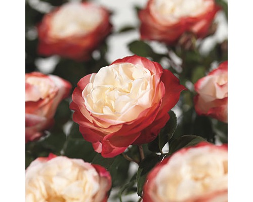 Růže keřová Nostalgie® FloraSelf 30-40 cm květináč 3 l plnokvětá