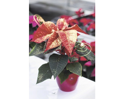 Vánoční hvězda v květináči