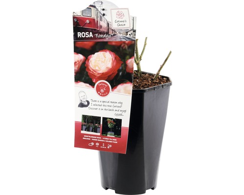 Růže Nostalgie v květináči