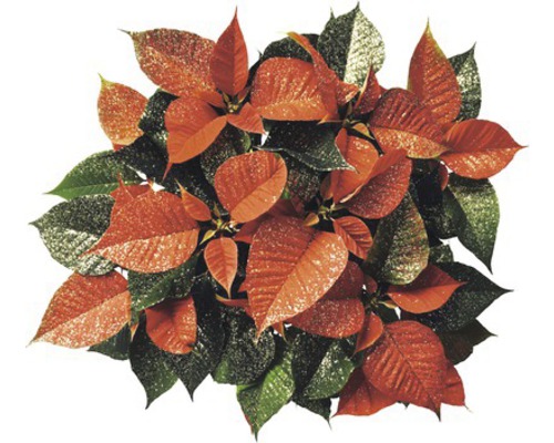 Vánoční hvězda s červenými a zelenými listy