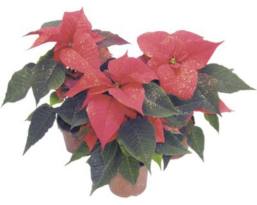 Vánoční hvězda v květináči s červenými listeny a zelenými listy