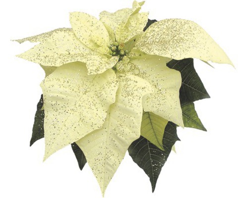 Vánoční hvězda Poinsettia vícevýhonová se třpytkami květináč Ø 12 cm