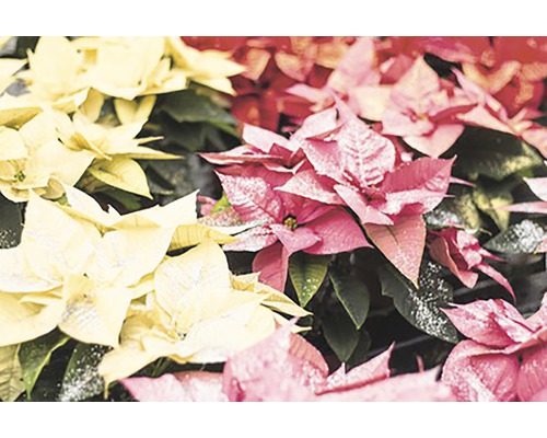 Detailní záběr několika vánočních hvězd