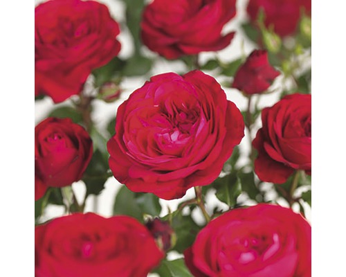 Růže záhonová Floraself Rosa 'Red Meilove' 15-60 cm květináč 3 l