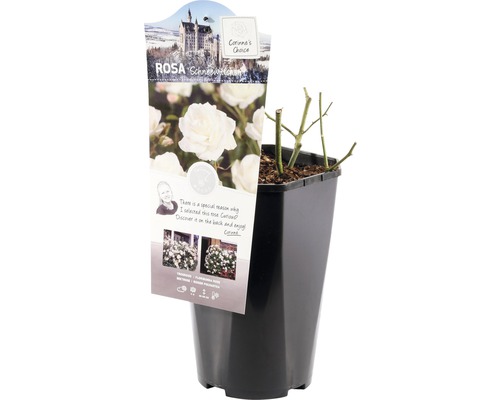 Růže Sněhurka v květináči