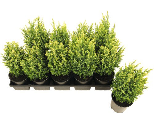 Zásobník s několika cypřiši v květináči