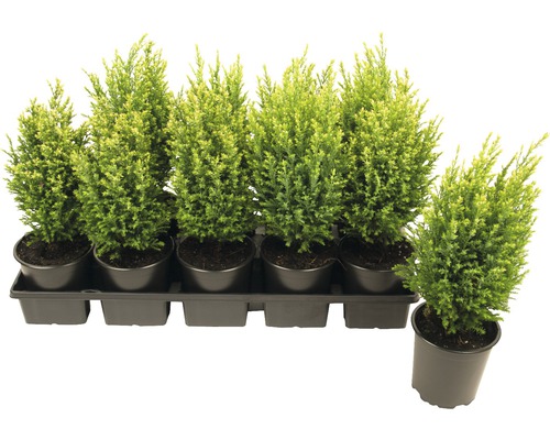 Sada cypřišů v květináčích