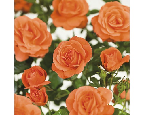 Keřová růže FloraSelf Rosa 'Newsflash' 50-80 cm květináč 3 l