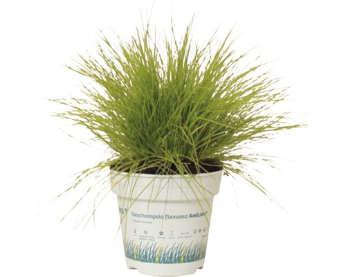 Květináč se smilkou