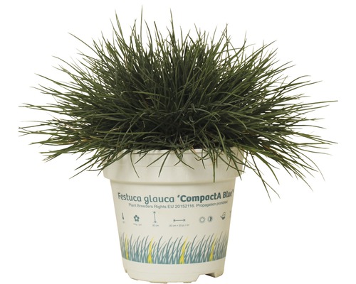 Kostřava popelavá FloraSelf Festuca glauca 'Compacta Blue' 5-15 cm květináč 0,5 l