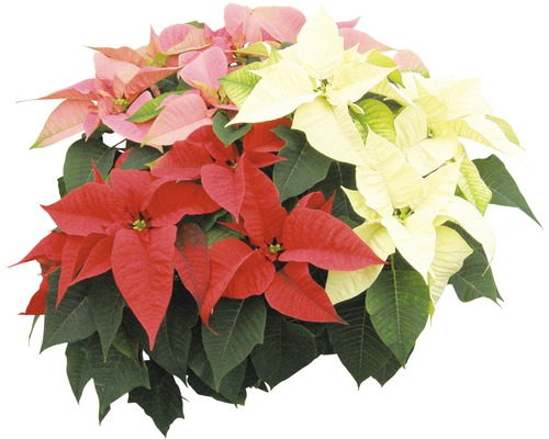 Trojbarevná vánoční hvězda jako pokojová rostlina