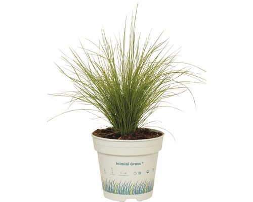 Okrasná tráva v květináči