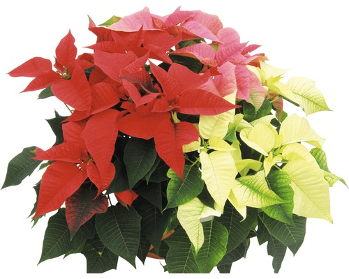 Vánoční hvězda s různobarevnými listeny