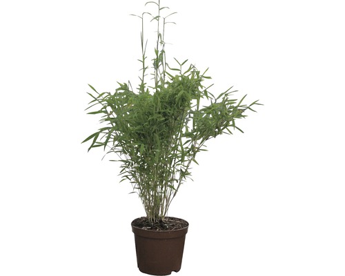 Bambusová rostlina v květináči