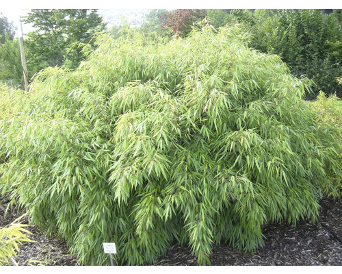 Bambusová rostlina v zahradě