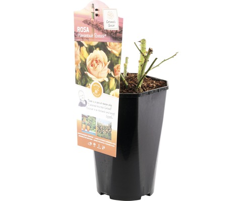 Růže Hanseastadt Rostock v květináči
