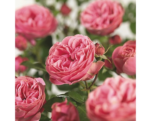 Růže záhonová 'Red Leonardo da Vinci'® FloraSelf 30-40 cm květináč 3 l