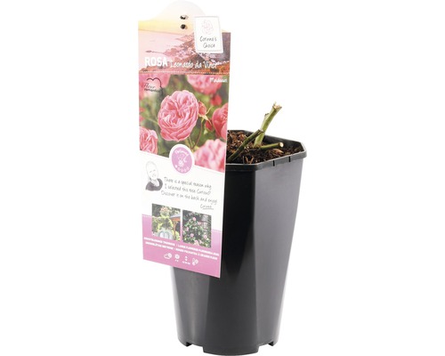 Růže Leonardo da Vinci v květináči