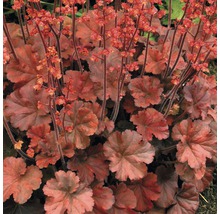 Heuchera rostlina s listy a květy