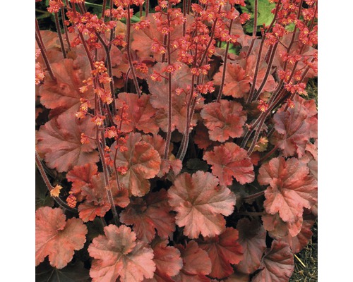 Heuchera rostlina s listy a květy