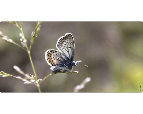 Koupelnová zádní stěna mySPOTTI aqua Schmetterling 90x45 cm Motýl na rostlině