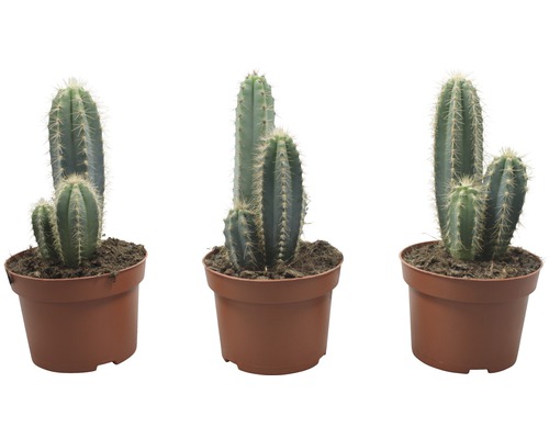Tři kaktusy v květináčích
