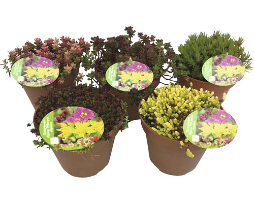 Různé rozchodníky v květináčích