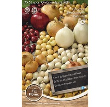 Směs sadbových cibulek, 75 kusů, k zasazení