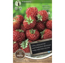 Sazenice jahod Framberry balení