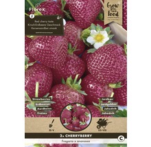 Balení sazenic jahod Cherryberry