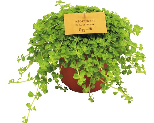 Pilea Depressa pokojová rostlina v květináči