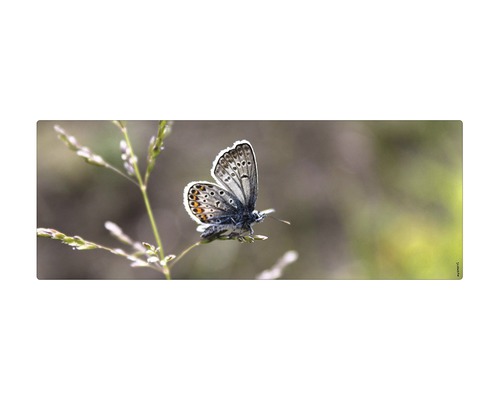 Koupelnová zádní stěna mySPOTTI aqua Schmetterling 120x45 cm Motýl na stéble trávy
