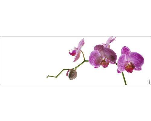 Koupelnová zádní stěna mySPOTTI aqua Orchidee pink 140x45 cm Detailní záběr květu orchideje