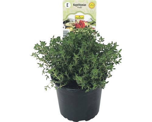 Tymián kulatý v květináči