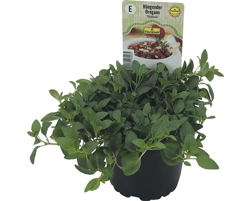 Visící oregano Diabolo v květináči