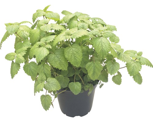 Meduňka lékařská rostlina v květináči