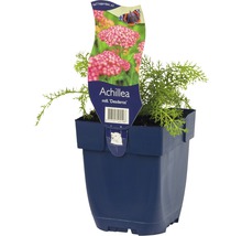 Řebříček obecný FloraSelf Achillea millefolium 'Desderos' 5-30 cm květináč 0,5 l