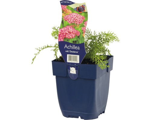 Řebříček obecný FloraSelf Achillea millefolium 'Desderos' 5-30 cm květináč 0,5 l Řebříček rostlina v květináči