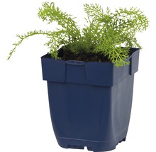 Řebříček obecný FloraSelf Achillea millefolium 'Desderos' 5-30 cm květináč 0,5 l