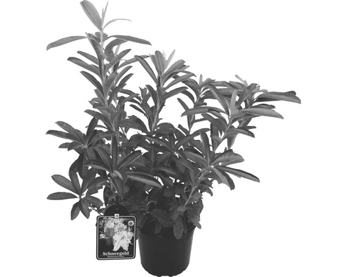 Rododendron Schneegold v květináči